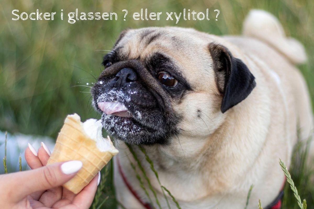 Bosse äter sockerfri glass